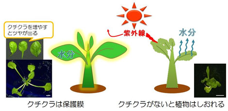 クチクラの形成を変化させた植物の表面の図