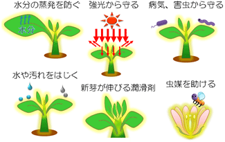 植物のクチクラが関与する現象の例の図