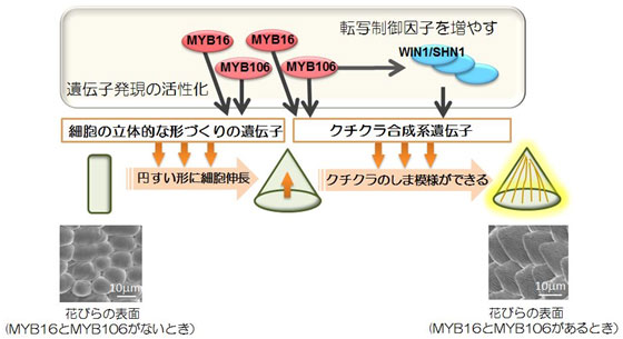 表面のクチクラと細胞の形づくりの制御の図