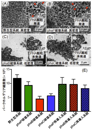 野生型のバークホルデリア系統とPHA関連遺伝子を破壊したバークホルデリア系統の電子顕微鏡像の比較、野生型のバークホルデリア系統、PHA関連遺伝子を破壊したバークホルデリア系統、PHA関連遺伝子を破壊後再導入したバークホルデリア系統の宿主体内における感染量の比較図