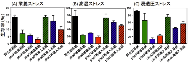 野生型のバークホルデリア系統、PHA関連遺伝子を破壊したバークホルデリア系統、PHA関連遺伝子を破壊後再導入したバークホルデリア系統のストレス条件下における生存率の図