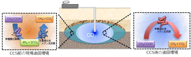 CO2地中貯留が及ぼす枯渇油田のメタン生成活動への影響の図