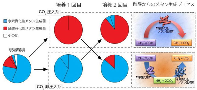 CO2濃度に依存した微生物群集の変遷とメタン生成プロセスの図