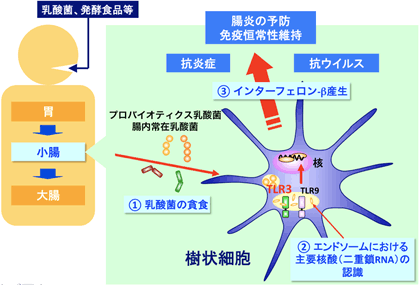 乳酸菌による腸炎予防や免疫レベルを一定に保つしくみの図