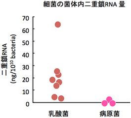 乳酸菌と病原菌の菌体内二重鎖RNA保有量の図