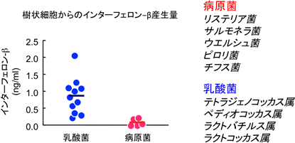 乳酸菌と病原菌によって誘導された樹状細胞のインターフェロン-β産生量の比較の図