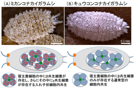 ミカンコナカイガラムシとキュウコンコナカイガラムシの内部共生システムの構成の模式図