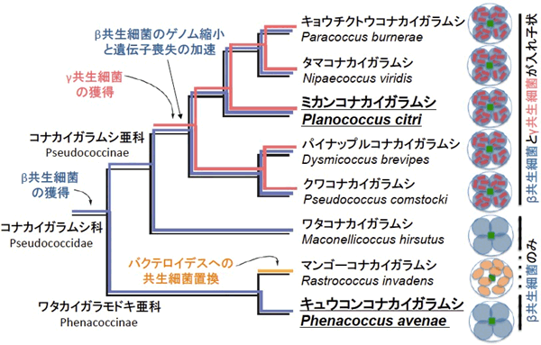 コナカイガラムシ類の内部共生システムの多様性と推定される進化過程の図