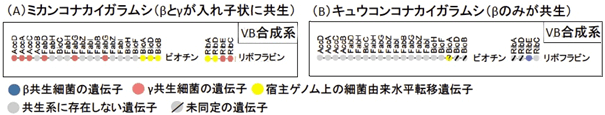 ミカンコナカイガラムシおよびキュウコンコナカイガラムシの内部共生システムにおけるビタミンB(VB)合成系遺伝子群の構成図