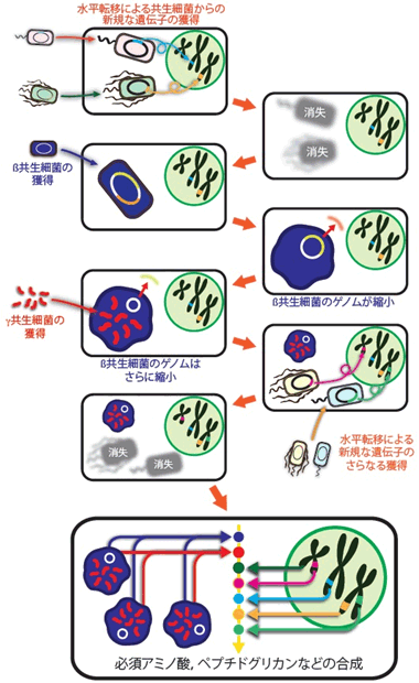 ミカンコナカイガラムシの内部共生システムの進化過程概念図