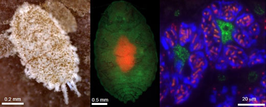 ミカンコナカイガラムシと菌細胞塊の写真