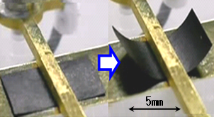 2.5 Vの電圧で駆動中の今回開発したナノカーボン高分子アクチュエーターの画像