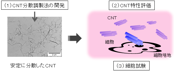 簡易で迅速なカーボンナノチューブ（CNT）の安全性評価の図