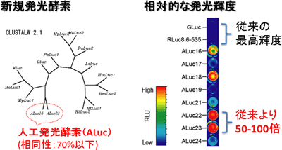 「人工生物発光酵素（ALuc）」と「従来の最高輝度発光酵素類」との比較図