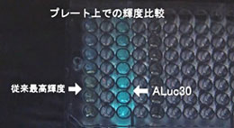 今回開発した人工生物発光酵素ALucの写真