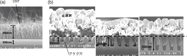 基板上に合成されたCNTのSEM像と金属支持膜付きCNT束が挿入されたプラグ穴付き基板の断面SEM像