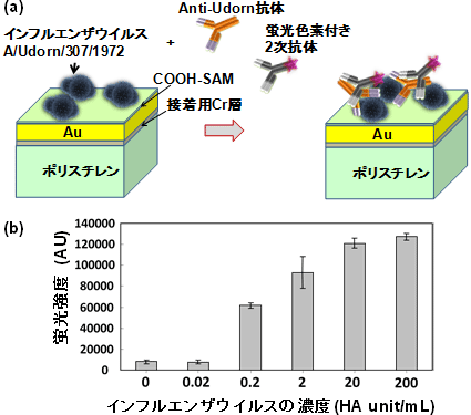 V溝バイオセンサーでインフルエンザウイルスの検出を行った際の、チップ表面での反応の模式図とインフルエンザウイルスの濃度と観測された蛍光強度の関係の図