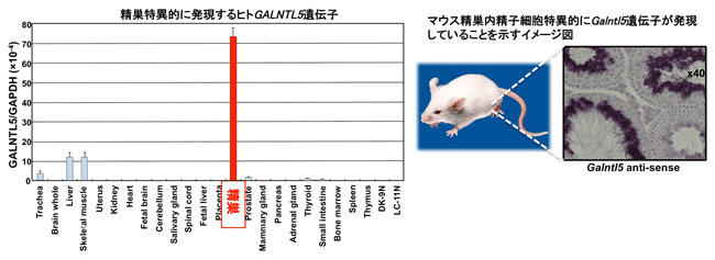 ヒトとマウスに共通して存在し、精巣だけで発現する糖転移酵素様遺伝子の図