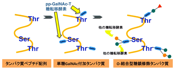 pp-GalNAc-T糖転移酵素説明図