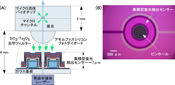 マイクロ流体バイオチップ分析システムの断面図およびセンサー部の光学顕微鏡写真
