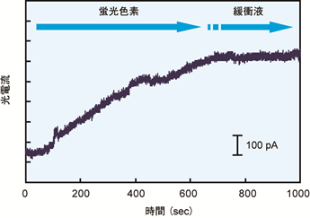抗体との反応による蛍光強度の時間変化のグラフ