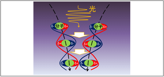 光照射による振動分極が生じることで分子同士がお互いに近づく模式図画像