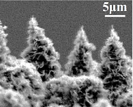 針葉樹型カーボンナノ構造体電子顕微鏡写真