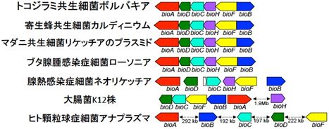 トコジラミのボルバキアとその他の細菌のゲノム上でのビタミンB7合成遺伝子群の配置の図