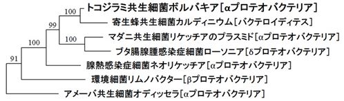 トコジラミのボルバキアのゲノム上に存在するビタミンB7合成遺伝子BioHがコードするアミノ酸配列に基づく分子系統樹の図