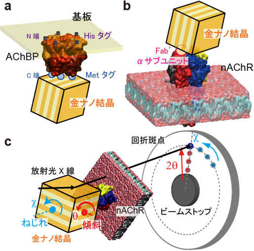 本研究で用いたnAChRの構造変化モデルにDXT法を適応した図画像