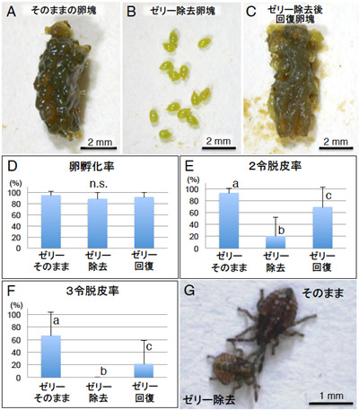 ゼリー摂食がクヌギカメムシの幼虫に与える影響の図