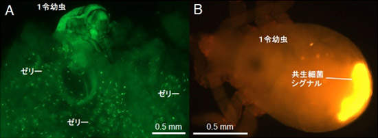 クヌギカメムシ幼虫によるゼリー中の共生細菌の獲得の写真