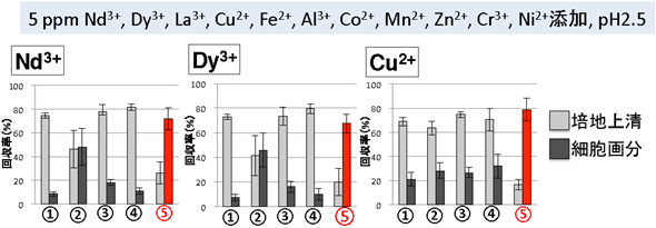 準嫌気従属栄養条件（⑤）で、他の金属を含む酸性溶液から、Galdieria sulphurariaは低濃度のレアアースと銅を効率良く細胞に回収するの図