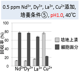 準嫌気従属栄養条件(⑤)では、pH1にすることで、レアアースのみを細胞に高い効率で回収することができる説明図