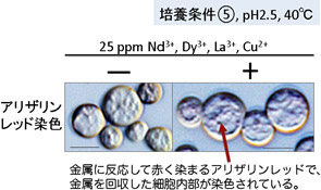 準嫌気従属栄養条件(⑤)で、レアアースと銅を回収した細胞のアリザリンレッド染色の図