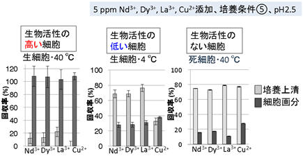 準嫌気従属栄養条件(⑤)でのレアアースと銅の回収は、活性の高い細胞でのみ生じている説明図