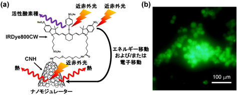 近赤外レーザー光で熱と活性酸素種を同時に発生するナノモジュレーターの概念図とナノモジュレーターによってカルシウム流入が起こり蛍光を発する神経細胞の写真