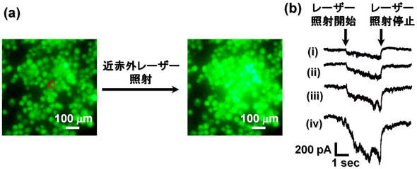 (a)ナノモジュレーターによるRWA264.7細胞へのカルシウムイオン流入と(b)各レーザー出力に対応したDRG細胞の細胞膜に流れる電流の変化の図