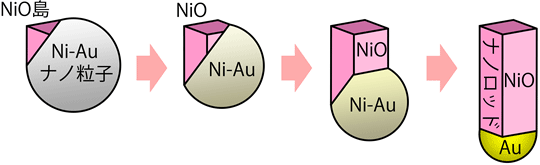 Ni-Au合金ナノ粒子の急激酸化によるAu-NiO接合ナノロッドの生成プロセスの図