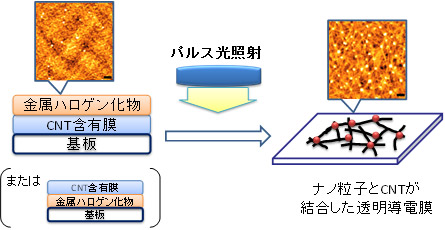 今回開発したCNT透明導電膜の作製プロセス図