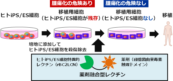 移植用細胞から腫瘍を引き起こすヒトiPS/ES細胞を除く技術の概要の図