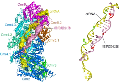 標的核酸を捕捉したCRISPR-Cas Cmr複合体の構造（左）と複合体中におけるcrRNAと標的核酸の形（右）の図