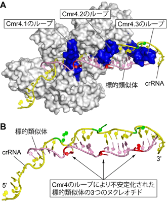 Cmr複合体に捕捉された標的核酸の構造図