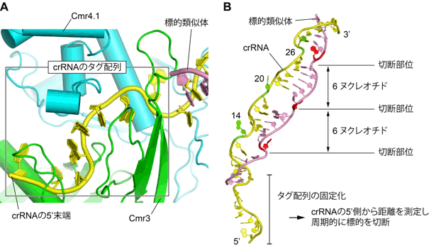 標的RNAを周期的に切断するしくみの図