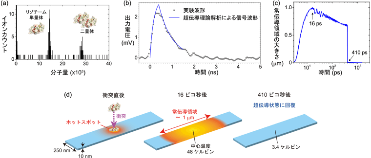 (a)冷却温度13 Kでリゾチームの質量を分析した例、(b)アンジオテンシンIイオン1個の衝突に対応する出力パルス波形（黒点）と超伝導理論解析による信号波形（青線）、(c) 分子衝突により発生した常伝導領域の大きさの時間変化、(d) 分子衝突により発生した常伝導領域の大きさの時間変化の図