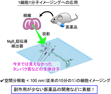 MgB2超伝導分子検出器を用いたイメージング質量分析の将来展望図