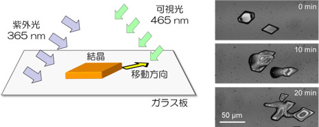 結晶が光で移動する現象の模式図（左）と顕微鏡写真（右）の図