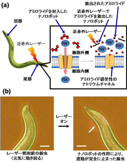 ナノロボットによる細胞機能制御の概念図(a)と線虫の運動抑制効果(b)の図
