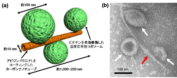 (a) CNTとリポソームからなるナノロボットの概念図と(b)ナノロボットの電子顕微鏡写真の図