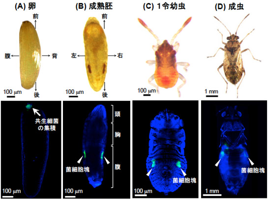 ヒメナガカメムシ体内の共生細菌と菌細胞塊の分布の写真